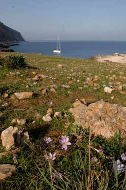 Цветы и яхта 22_1