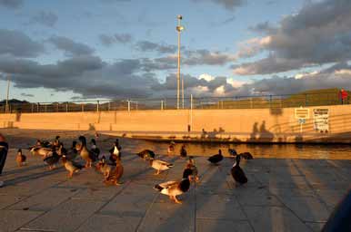 Утки. Возможно наши 6_4